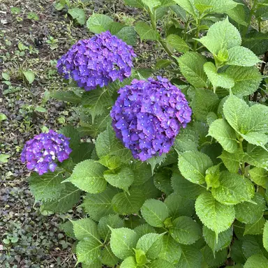 Profile image of 수현