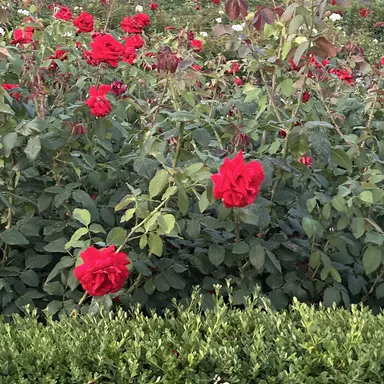 Profile image of 라더