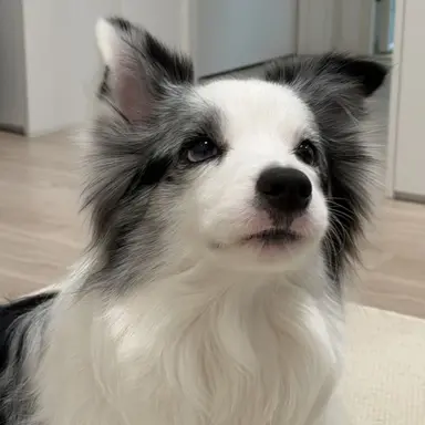 Profile image of 吉野