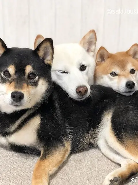 BlandTetra8819의 シェアハウスに加わり♡