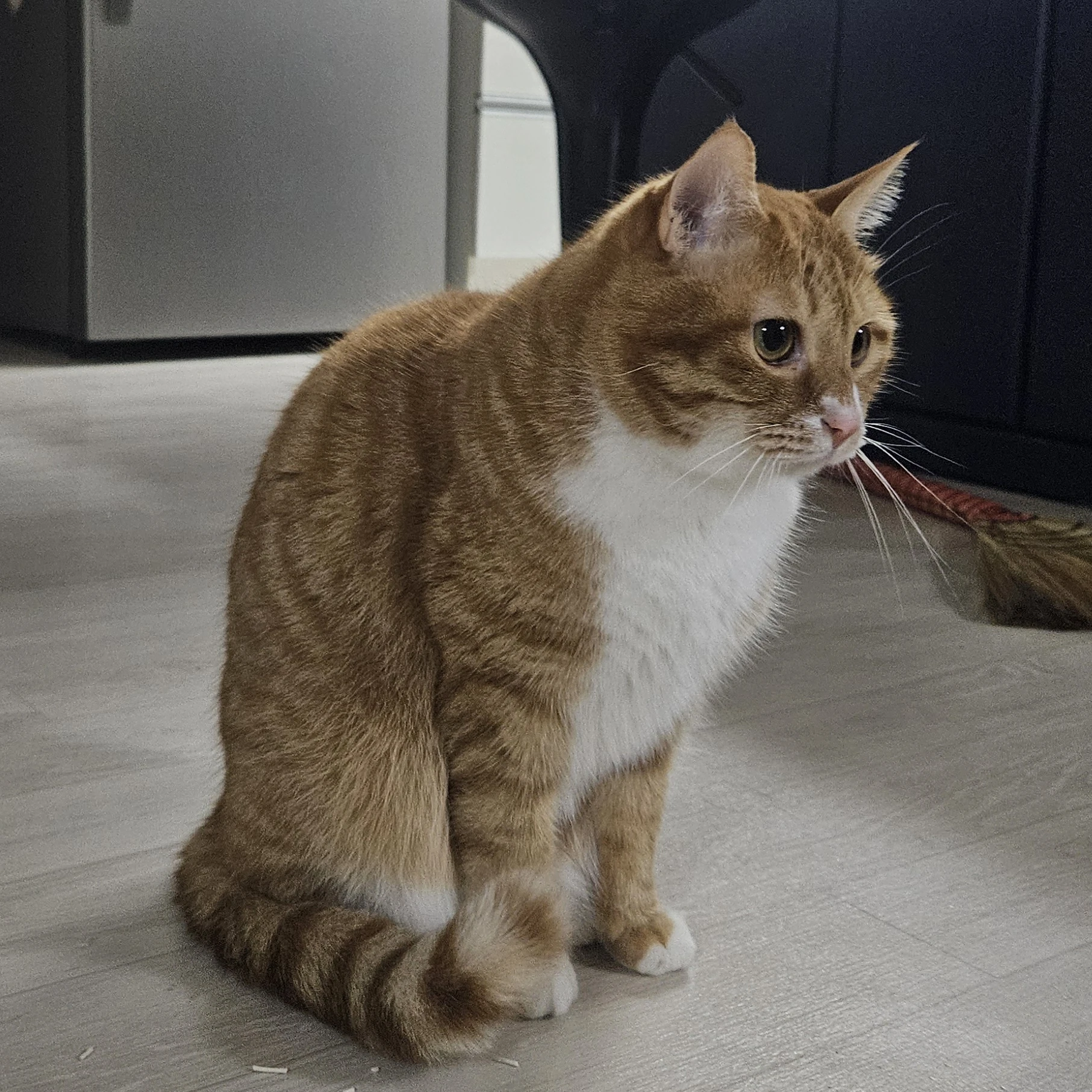 코아