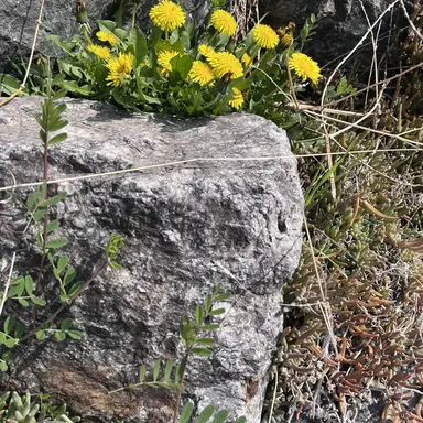 Profile image of 김 동 현