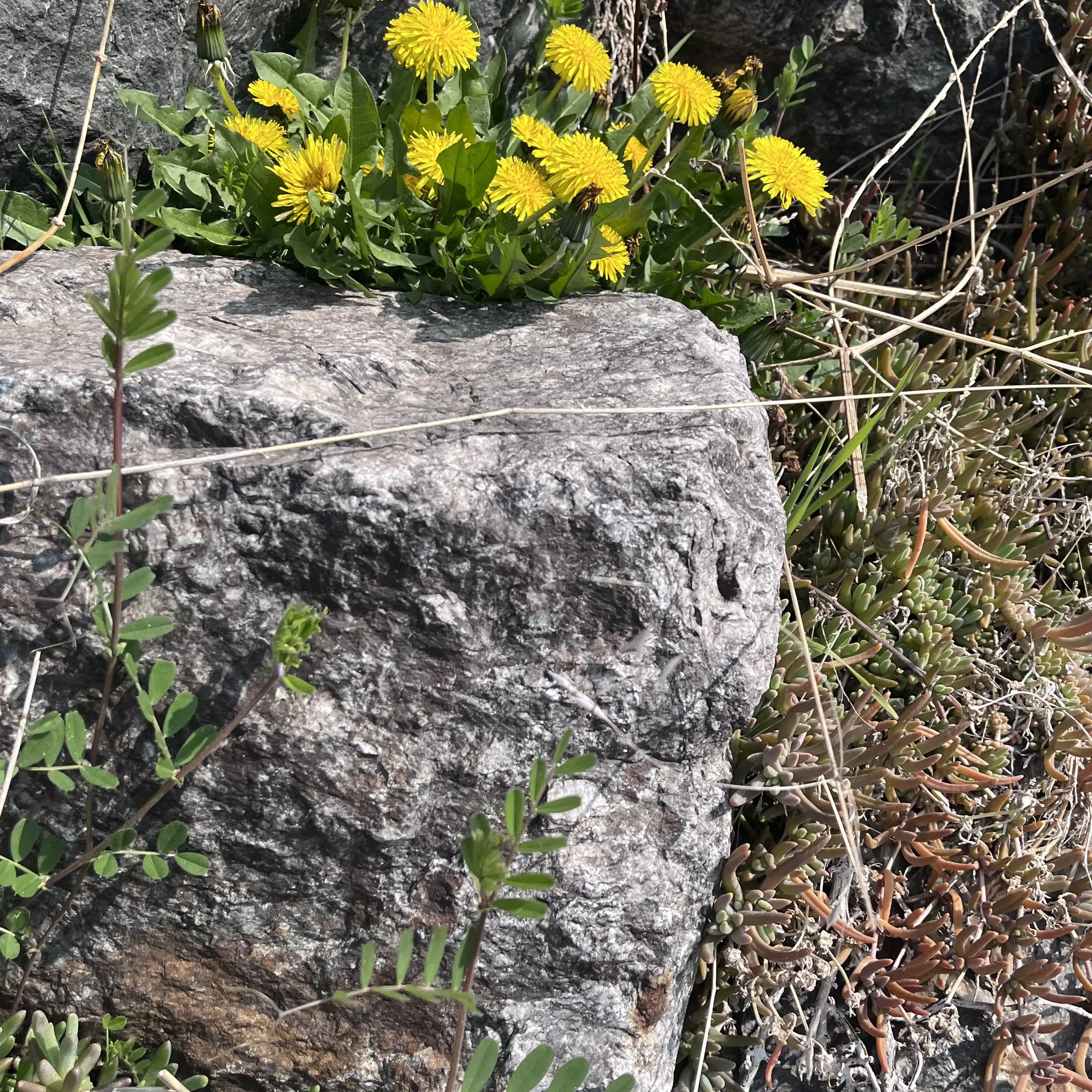 PuristArm6461의 F6 남사친들