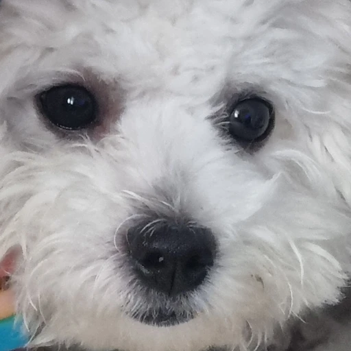 실험체