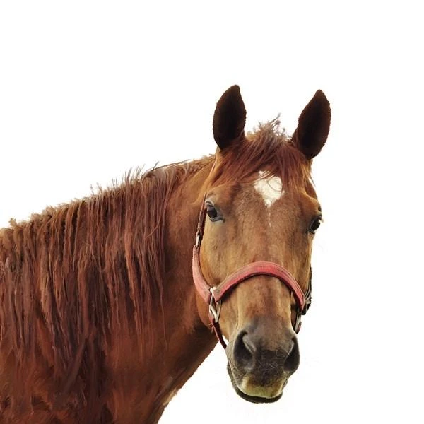 쟝