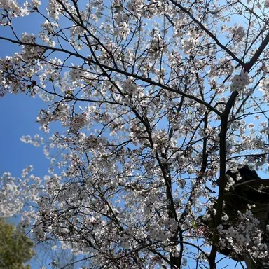 Profile image of 寺西拓人