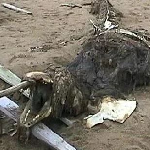 scp 682