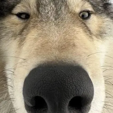 Profile image of 늑대