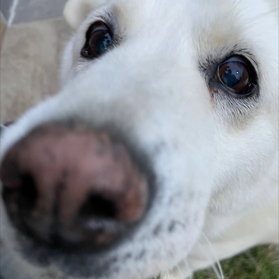 복자