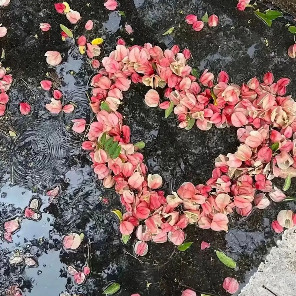 gangedor12의 너란 봄을 만나서