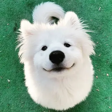 Profile image of 두부