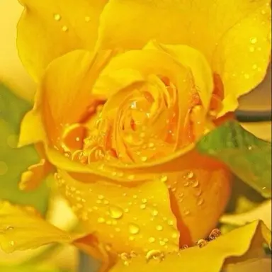 Profile image of 준브