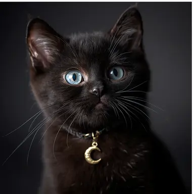 Profile image of 猫