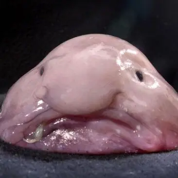 Profile image of ぶり子