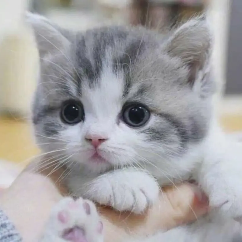 Angela_bonong의 아기 고양이