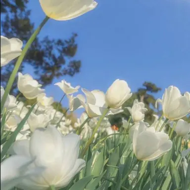 Profile image of 파이브