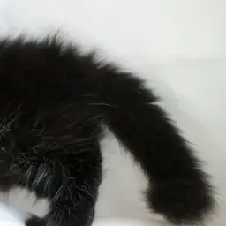 MuteArco9541의 고양이