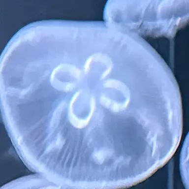 Profile image of クラゲ