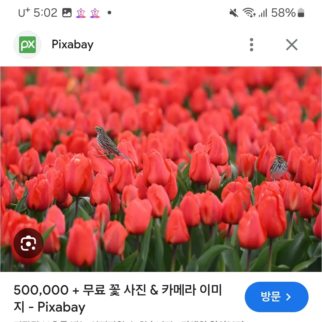 RaggedStudy7495의 모짜렐라,흑당이,골드치즈,를 만났다.