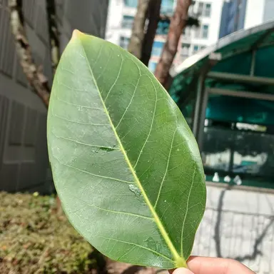 Profile image of 라경사