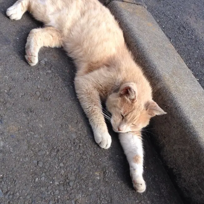 YummyWeek6372의 猫の世界
