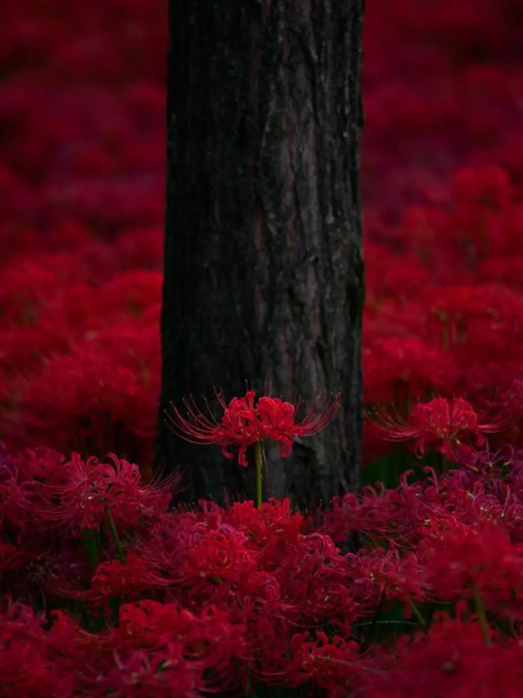 highqualityRevolution의 피안화의 꽃말