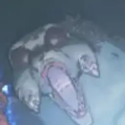 Profile image of 개코매