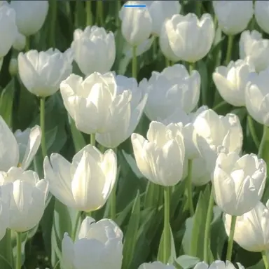 Profile image of 이든