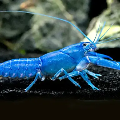 Profile image of 파란 가재