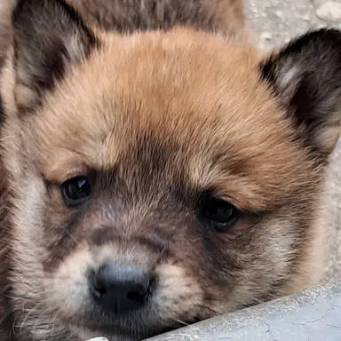 Profile image of 고고프렌즈 워크샵