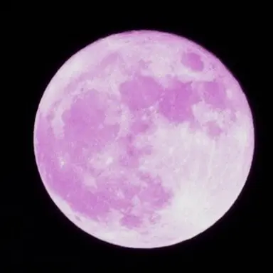 Profile image of 타이가
