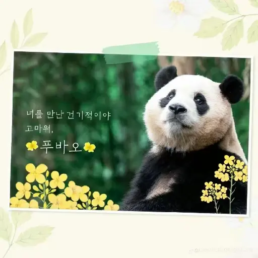 OrangeLid1620의 푸바오