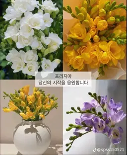 Profile image of 포요