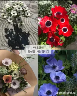 Profile image of 루요