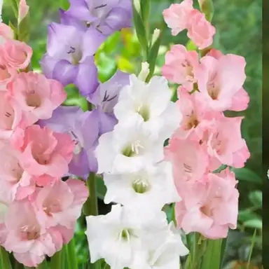 Profile image of 또니