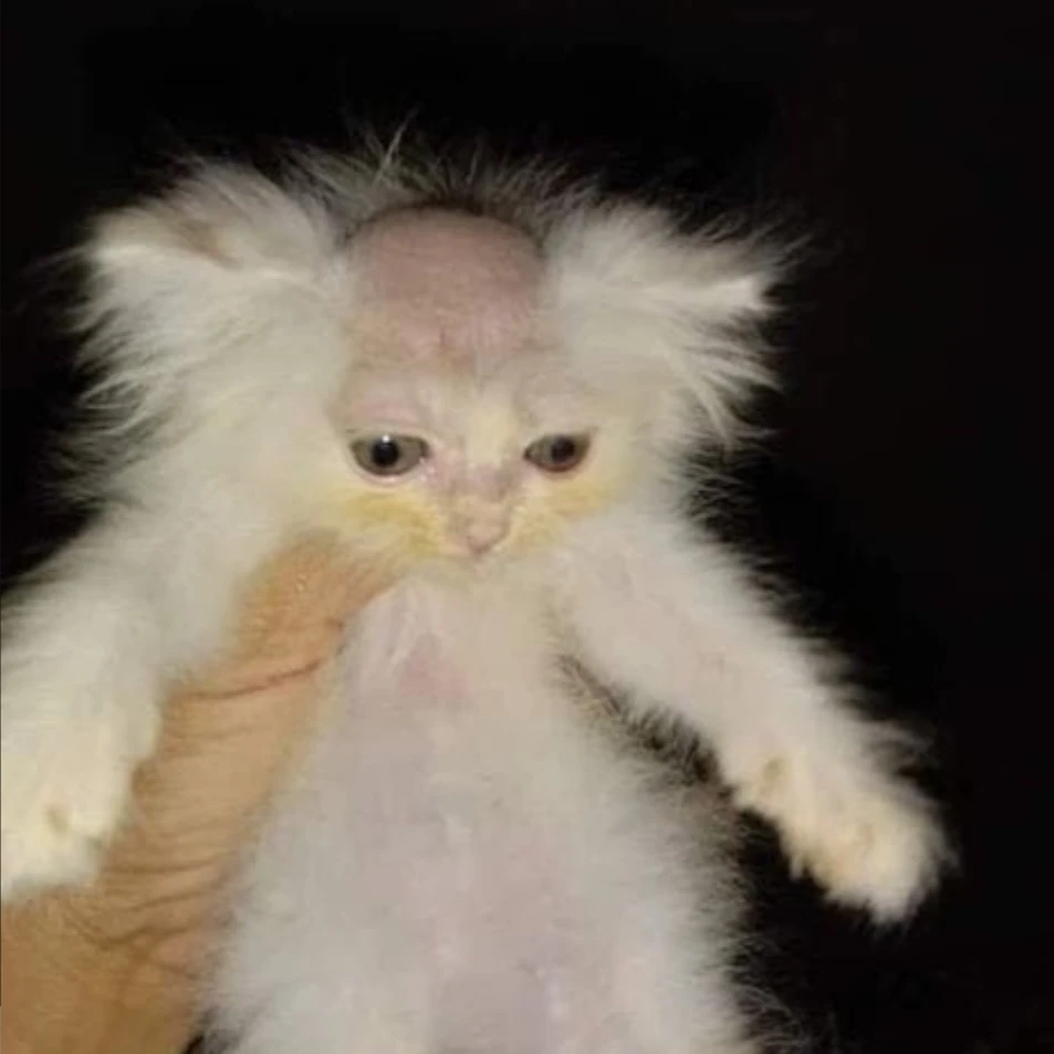 대머리 고양이