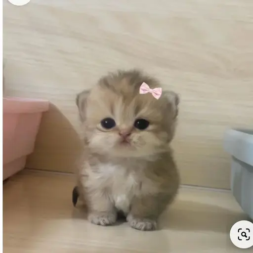 OrnateShot2463의 새끼 고양이