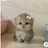 새끼 고양이