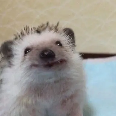 Profile image of 브히히