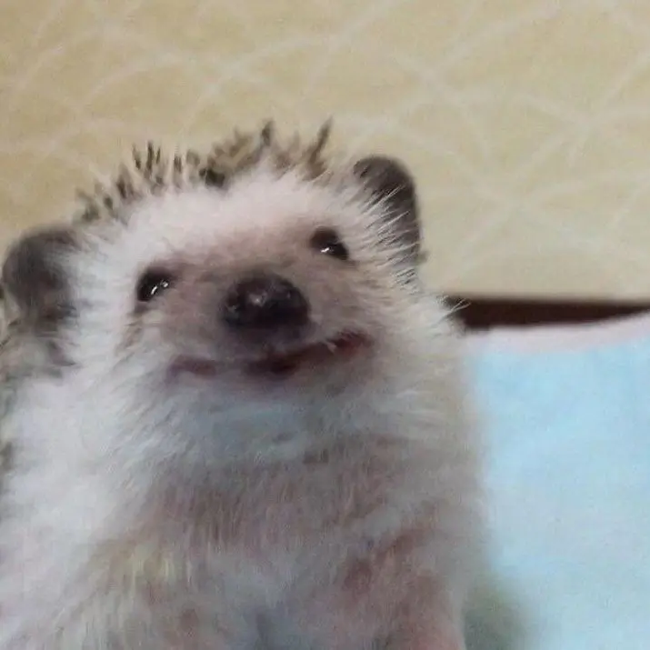 Cod_snowman의 악독한 고슴도치