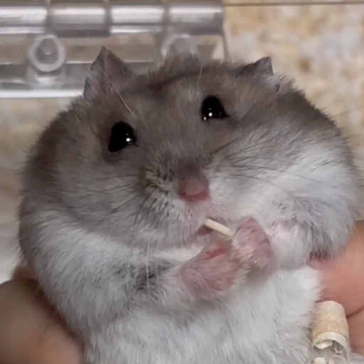 먼지