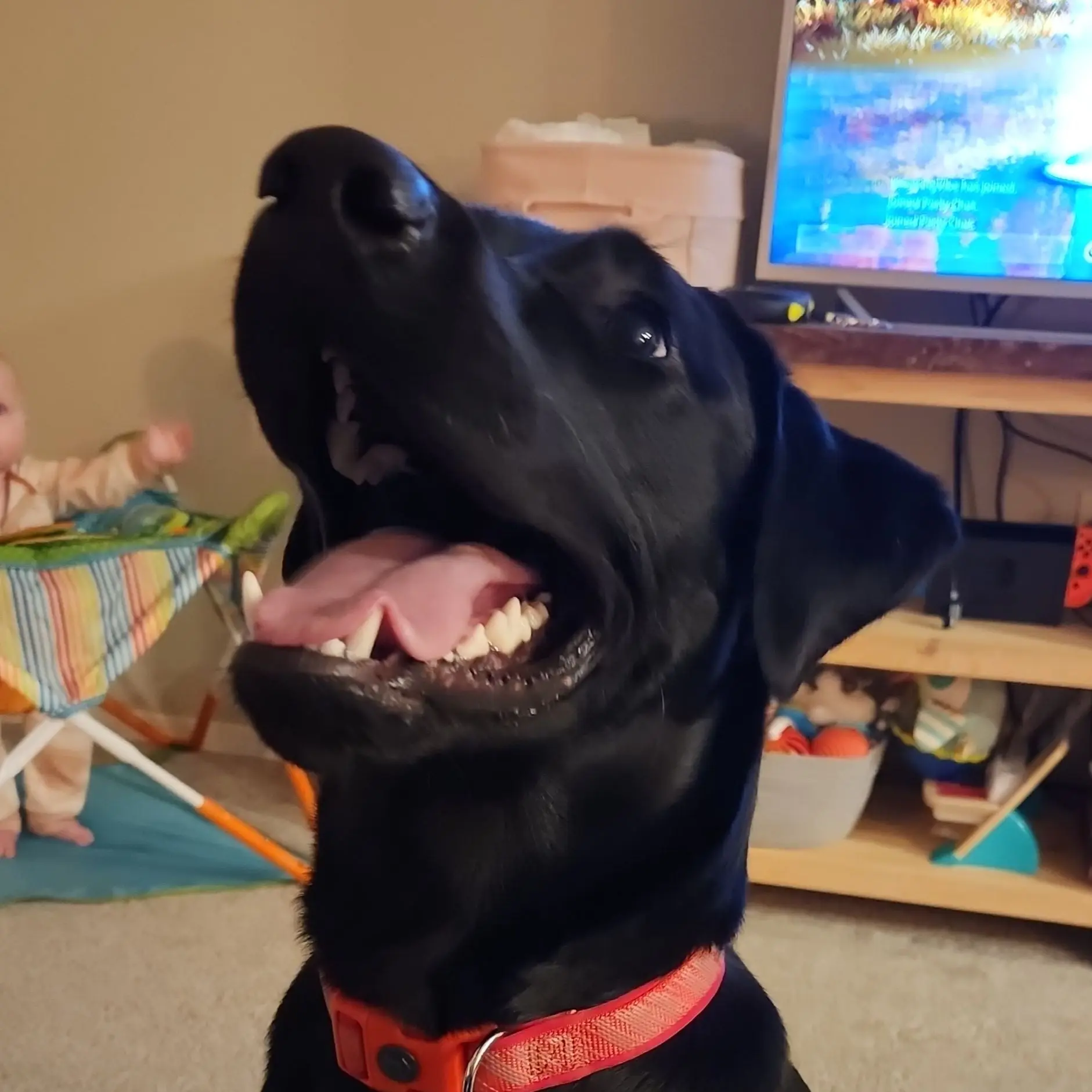 GruffCoach0274의 Jack the Good Boy