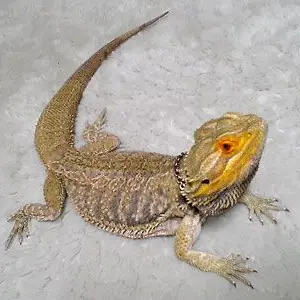 Profile image of トカゲ女