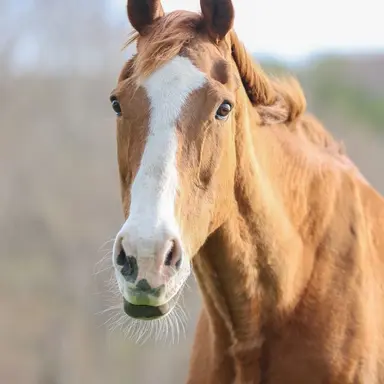 Profile image of インランホース