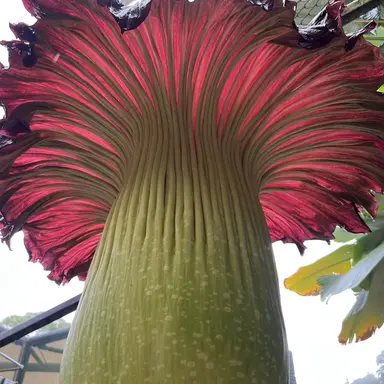 Profile image of フラワーもどき