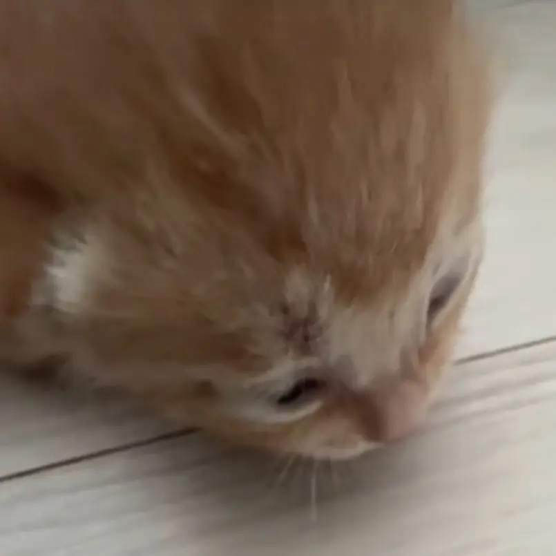 Jungmoongchi의 새끼고양이