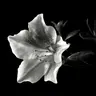 Profile image of 이 융