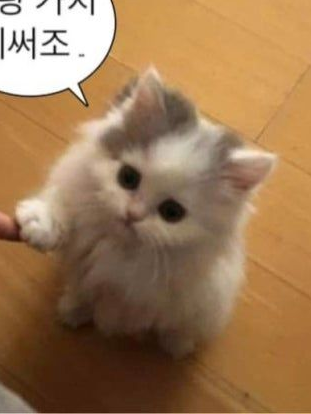 고양이 키우기 대표 이미지