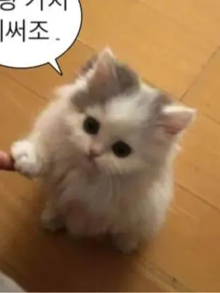 Yubinseowoo의 고양이 키우기