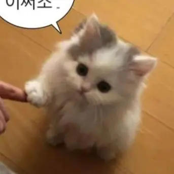 Profile image of 고양이